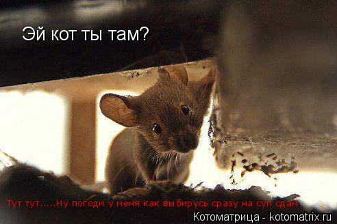 Котоматрица: Эй кот ты там? Тут тут.....Ну погоди у меня как выбирусь сразу на суп сдам