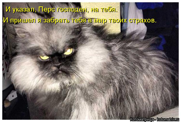 Котоматрица: И указал, Перс господен, на тебя. И пришел я забрать тебя в мир твоих страхов.