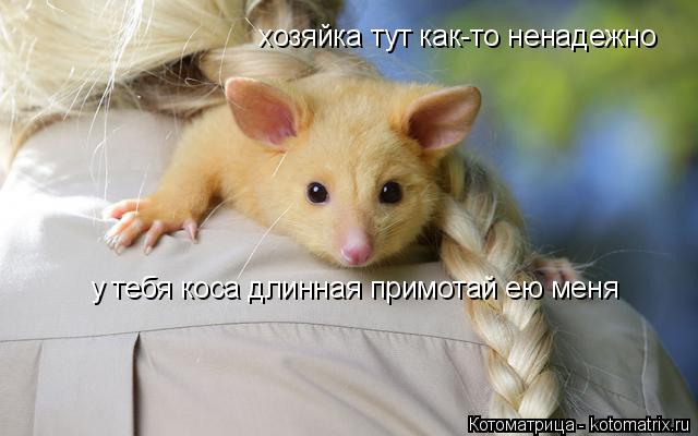 Котоматрица: хозяйка тут как-то ненадежно у тебя коса длинная примотай ею меня