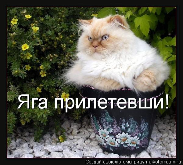 Котоматрица: Яга прилетевши!