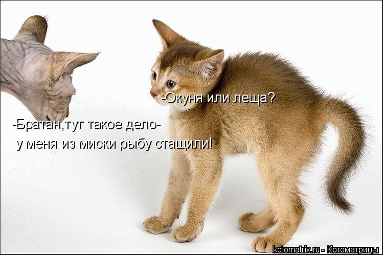Котоматрица: -Братан,тут такое дело- у меня из миски рыбу стащили! -Окуня или леща?