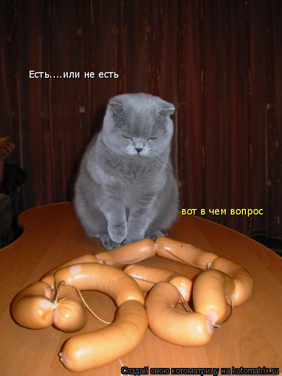 Котоматрица: Есть....или не есть вот в чем вопрос