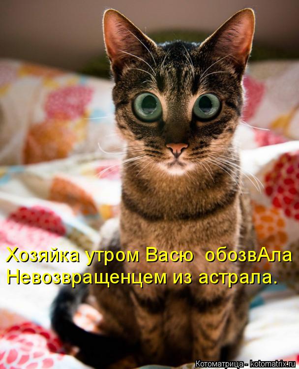 Котоматрица: Хозяйка утром Васю  обозвАла Невозвращенцем из астрала.