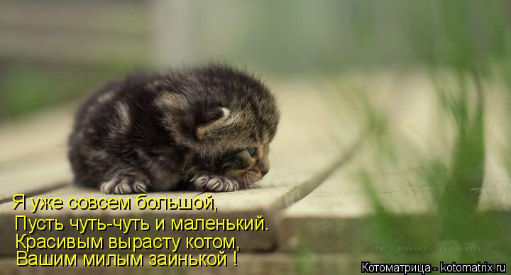 Котоматрица: Я уже совсем большой, Пусть чуть-чуть и маленький. Красивым вырасту котом, Вашим милым заинькой !