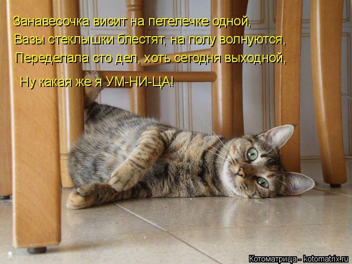Занавесочка висит на петелечке одной, Вазы стеклышки блестят, на полу волнуются, Переделала сто дел, ... Котоматрица: Занавесочка висит на петелечке одной, Вазы стеклышки блестят, на полу волнуются, Переделала сто дел, хоть сегодня выходной, Ну какая же я УМ-