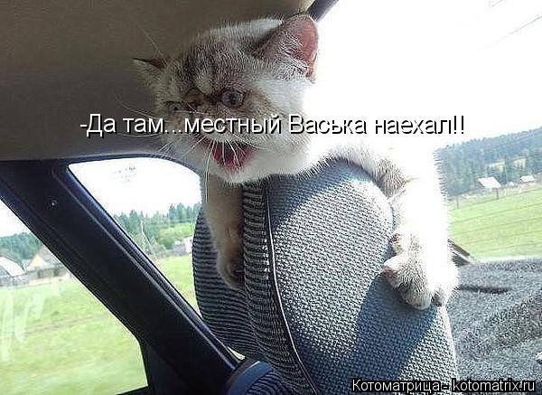Котоматрица: -Да там...местный Васька наехал!!