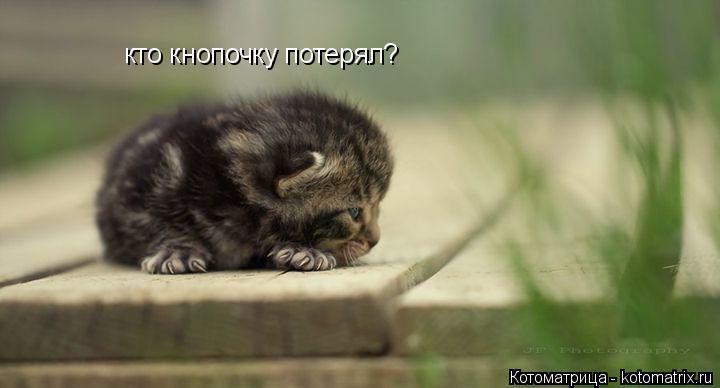 Котоматрица: кто кнопочку потерял?