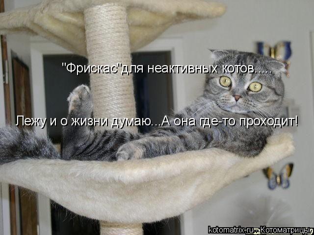 Котоматрица: "Фрискас"для неактивных котов..... Лежу и о жизни думаю...А она где-то проходит!