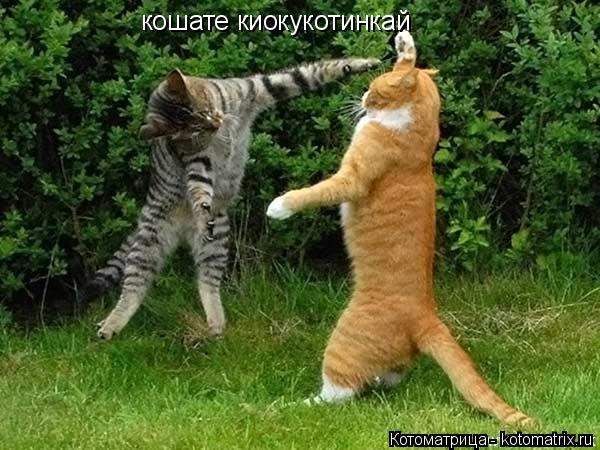 Котоматрица: кошате киокукотинкай