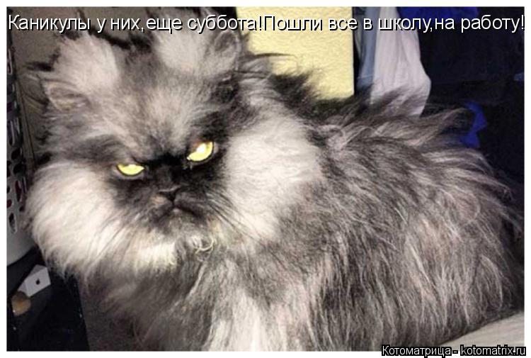 Котоматрица: Каникулы у них,еще суббота!Пошли все в школу,на работу!