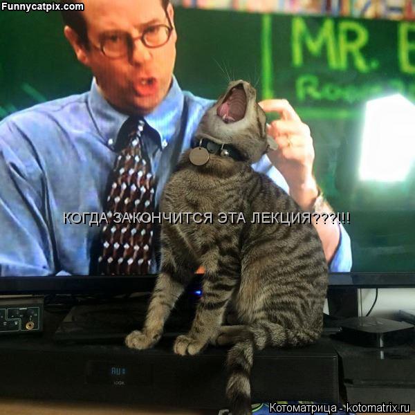 Котоматрица: КОГДА ЗАКОНЧИТСЯ ЭТА ЛЕКЦИЯ???!!!