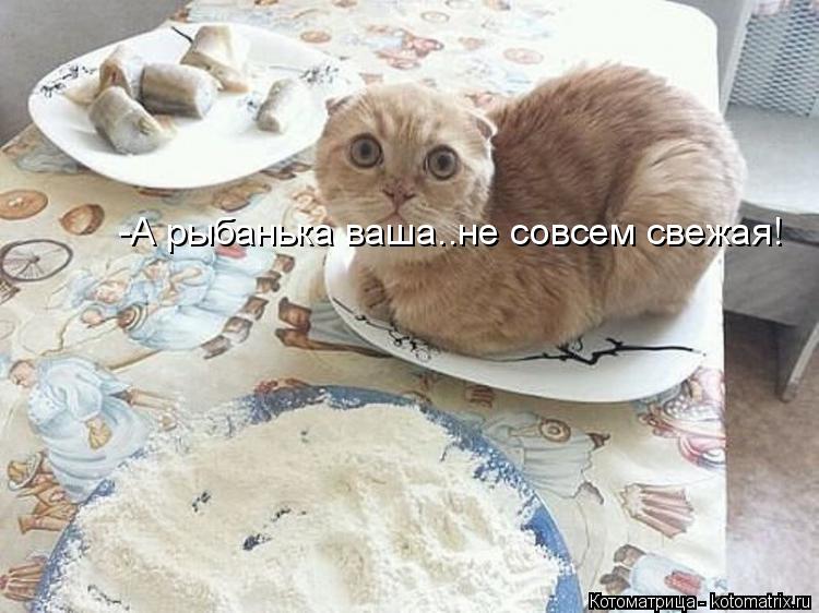 Котоматрица: -А рыбанька ваша..не совсем свежая!