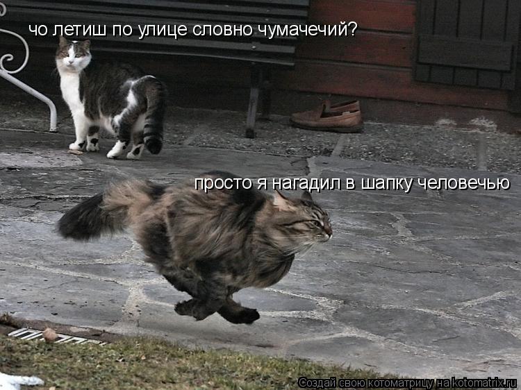 Котоматрица: чо летиш по улице словно чумачечий? просто я нагадил в шапку человечью
