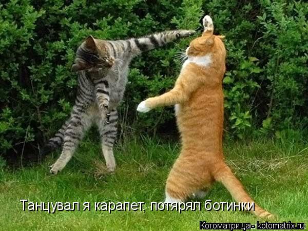 Котоматрица: Танцувал я карапет, потярял ботинки
