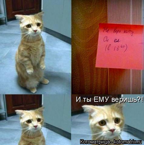 Котоматрица: И ты ЕМУ веришь?!