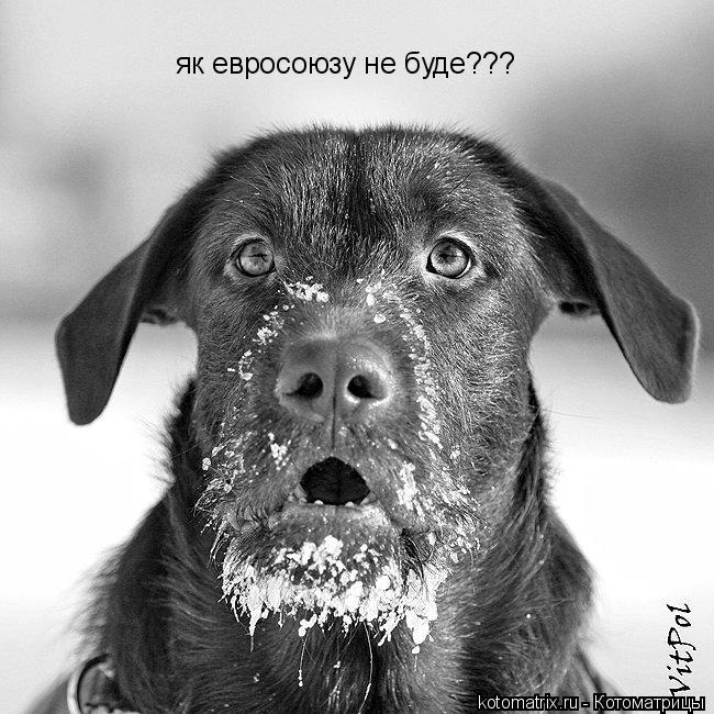 Котоматрица: як евросоюзу не буде???