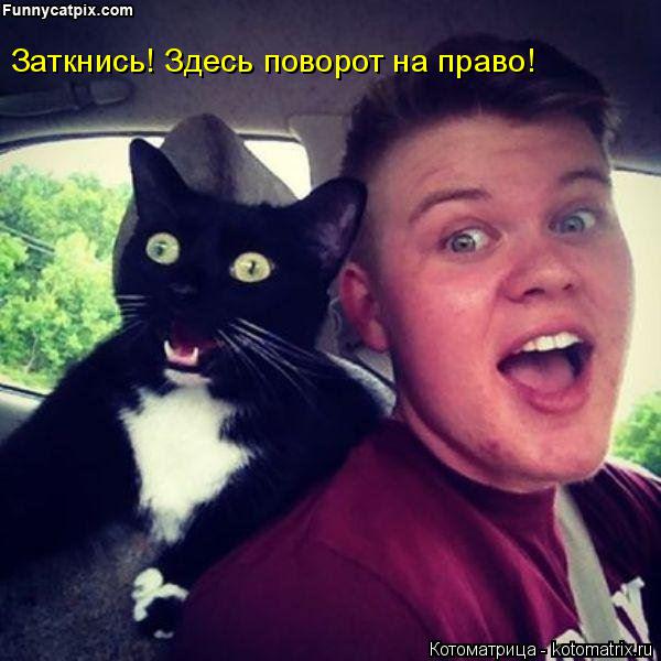 Котоматрица: Заткнись! Здесь поворот на право!