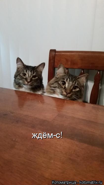 Котоматрица: ждём-с!
