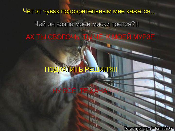 Котоматрица: Чёт эт чувак подозрительным мне кажется...   Чёй он возле моей миски трётся?!! АХ ТЫ СВОЛОЧЬ, ТЫ ЧЁ, К МОЕЙ МУРЗЕ  ПОДКАТИТЬ РЕШИЛ?!!! НУ ВСЁ, ТЕ ХА