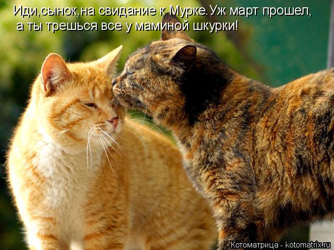 Котоматрица: Иди,сынок,на свидание к Мурке.Уж март прошел, а ты трешься все у маминой шкурки!