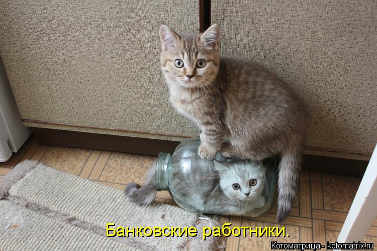 Котоматрица: Банковские работники.