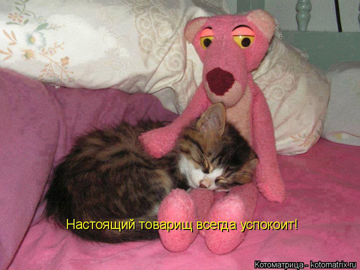 Котоматрица: Настоящий товарищ всегда успокоит!