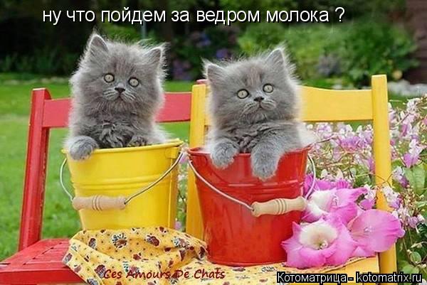 Котоматрица: ну что пойдем за ведром молока ?