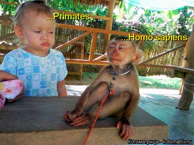 Котоматрица: ...Homo sapiens ...Primates