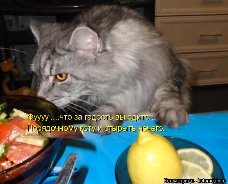 Котоматрица: Фуууу ....что за гадость вы едите... Порядочному коту и стырыть нечего...