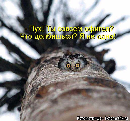 Котоматрица: - Пух! Ты совсем офигел? Что долбишься? Я не одна!