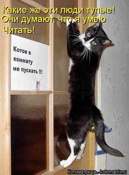 Котоматрица: Какие же эти люди тупые! Они думают, что я умею Читать!