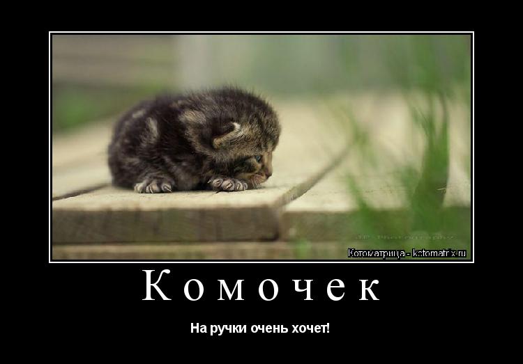 Котоматрица: Комочек На ручки очень хочет!