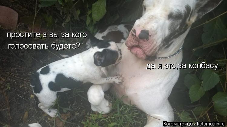 Котоматрица: простите,а вы за кого  голосовать будете? да я,это,за колбасу...