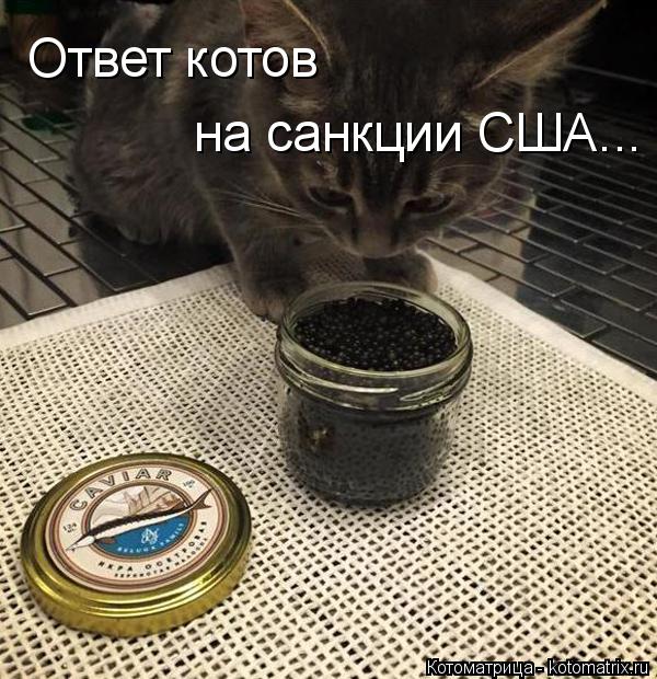 Котоматрица: Ответ котов на санкции США...