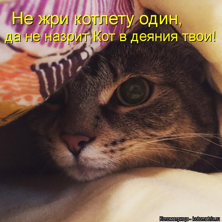 Котоматрица: Не жри котлету один, да не назрит Кот в деяния твои!