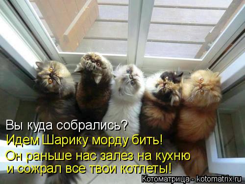 Котоматрица: Вы куда собрались? Идем Шарику морду бить! Он раньше нас залез на кухню и сожрал все твои котлеты!