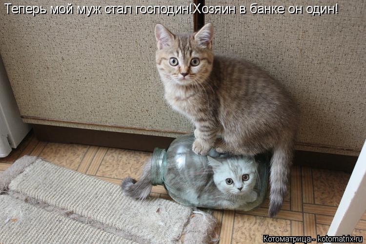Котоматрица: Теперь мой муж стал господин!Хозяин в банке он один!