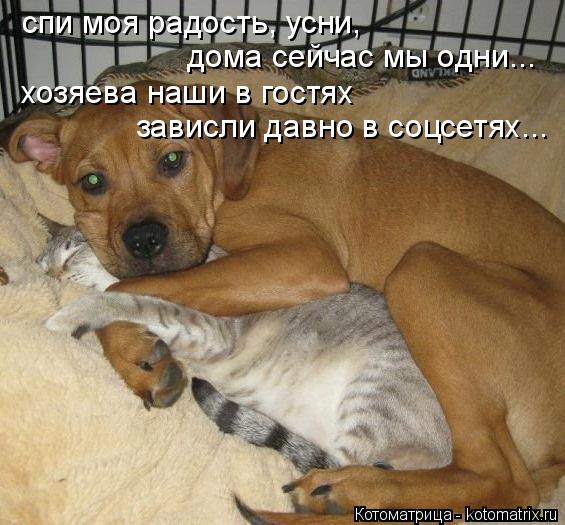 Котоматрица: спи моя радость, усни, дома сейчас мы одни... хозяева наши в гостях зависли давно в соцсетях...