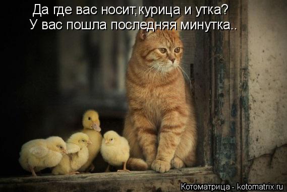 Да где вас носит,курица и утка? У вас пошла последняя минутка..... Котоматрица: Да где вас носит,курица и утка? У вас пошла последняя минутка..