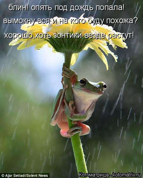 Котоматрица: блин! опять под дождь попала! вымокну вся и на кого буду похожа? хорошо,хоть зонтики везде растут!