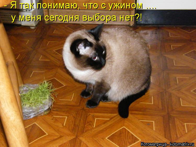 Котоматрица: - Я так понимаю, что с ужином .... у меня сегодня выбора нет?!
