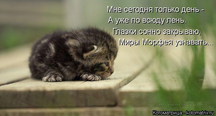 Котоматрица: Мне сегодня только день -  А уже по всюду лень. Глазки сонно закрываю, Миры Морфея узнавать...