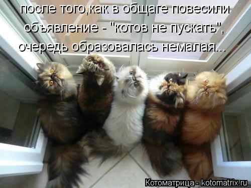 Котоматрица: после того,как в общаге повесили  объявление - "котов не пускать", очередь образовалась немалая...