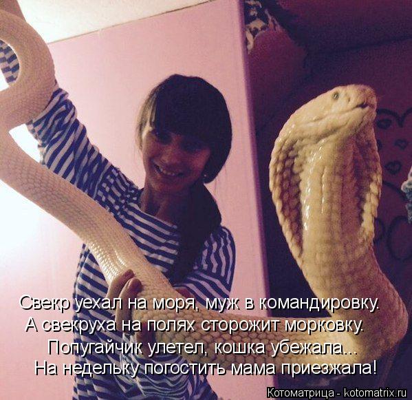 Котоматрица: На недельку погостить мама приезжала! Попугайчик улетел, кошка убежала... А свекруха на полях сторожит морковку. Свекр уехал на моря, муж в к