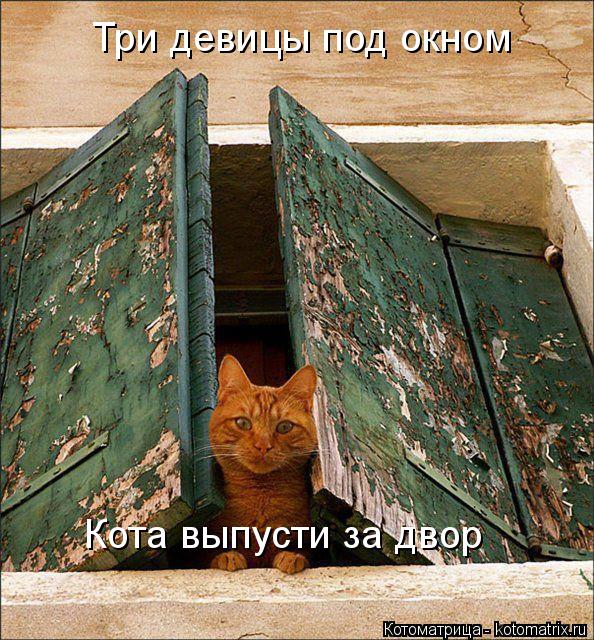 Котоматрица: Три девицы под окном  Кота выпусти за двор