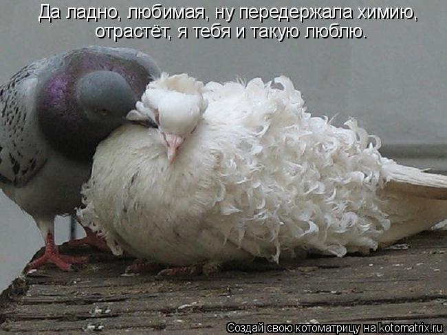 Да ладно, любимая, ну передержала химию, отрастёт, я тебя и такую люблю.... Котоматрица: Да ладно, любимая, ну передержала химию, отрастёт, я тебя и такую люблю.