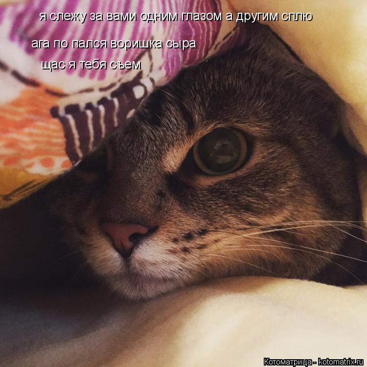 Котоматрица: я слежу за вами одним глазом а другим сплю ага по пался воришка сыра щас я тебя съем