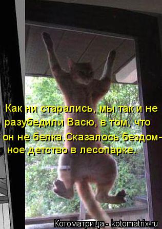Как ни старались, мы так и не ное детство в лесопарке. разубедили Васю, в том, что он не белка.Сказал... Котоматрица: Как ни старались, мы так и не ное детство в лесопарке. разубедили Васю, в том, что он не белка.Сказалось бездом-
