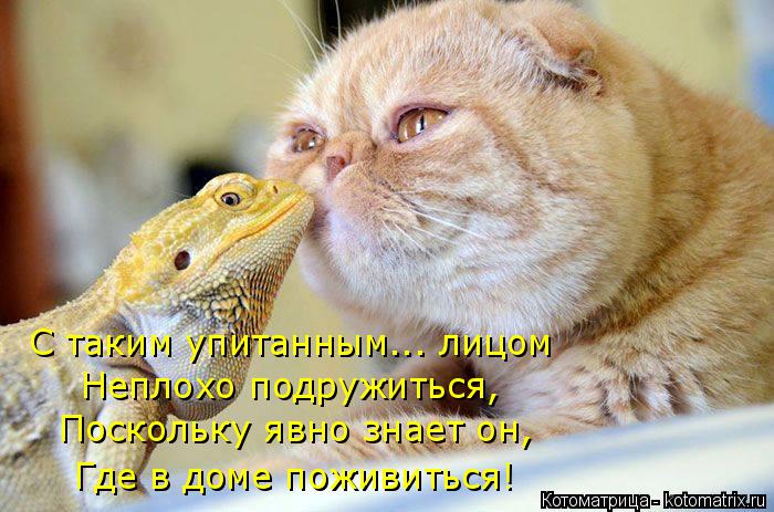 С таким упитанным... лицом Неплохо подружиться, Поскольку явно знает он, Где в доме поживиться!... Котоматрица: С таким упитанным... лицом Неплохо подружиться, Поскольку явно знает он, Где в доме поживиться!