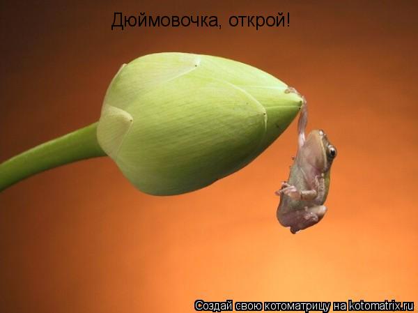 Котоматрица: Дюймовочка, открой!